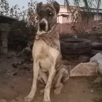 ماده خراسانی اصیل 16 ماهه شجره دار