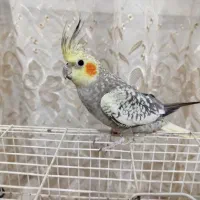 عروس هلندی دستی|پرنده|مشهد, وحید|دیوار