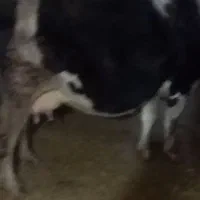 گاو قسر...و گوساله نر