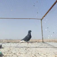 فروش کلاغ دم سفید وپاچه سفید|پرنده|سبزوار, علمدار|دیوار