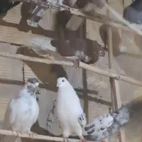 کبوترای پرشی|پرنده|قم, عمار یاسر|دیوار