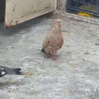 کبوتر طلایی