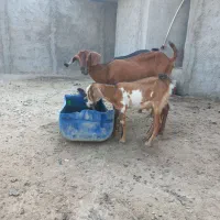 کهره با بچه نری