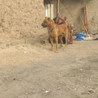 سگ سرابی افغان