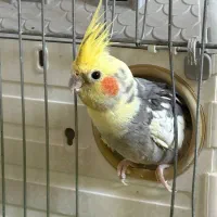 جفت عروس هلندی با تخم و قفس