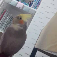 عروس هلندی گم شده|حیوانات|شوش, |دیوار