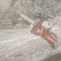 خریدانواعدرخت.خریدارچوببرشترخشکهرس|خدمات باغبانی و درختکاری|تبریز, |دیوار