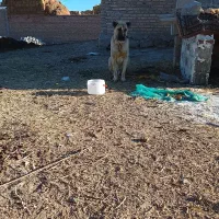 سگ‌ سرابی نر