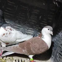 کبوتر شهرستانی|پرنده|هشتگرد, شهرک وحدت|دیوار