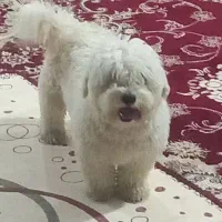 سگ شیتزو|سگ|ایلام, |دیوار