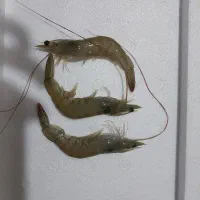 میگو پرورشی صادراتی درجه یک|عمدهفروشی|بندرعباس, |دیوار