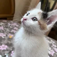 واگذاری بچه گربه دو ماه