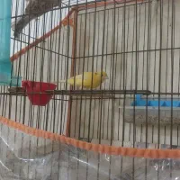 یک جفت قناری