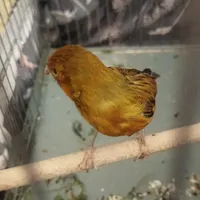 قناری نر خوش رنگ|پرنده|اصفهان, احمدآباد|دیوار