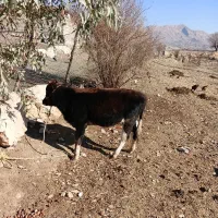 گاو|حیوانات مزرعه|خرم‌آباد, |دیوار