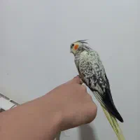 عروس هلندی سرلاکی و دون خور