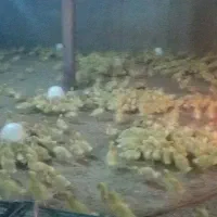 اردک پکنی ورامینی  صحیح سالم و واکسن خورده