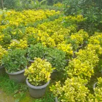 فروش فوری شمشادطلایی|گل و گیاه طبیعی|نشتارود, |دیوار