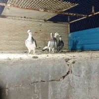 ماده پلاکی|پرنده|سرایان, |دیوار