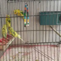 عروس هلندی.مرغ عشق|پرنده|فسا, |دیوار