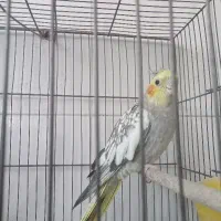 ماده عروس گلباقالی