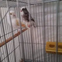 جفت قناری سالم و شاداب