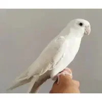 عروس هلندی آلبینو سخنگو