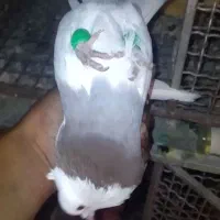 نروماده طوقی