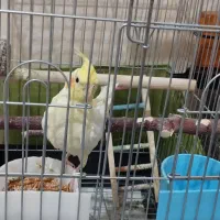 عروس هلندی نر لوتینو