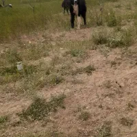 سگ گله ای|سگ|چادگان, |دیوار
