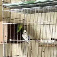 مرغ عشق انگلیسی مولد|پرنده|تهران, تجریش|دیوار