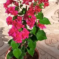 گلای خوشگل وسرحال