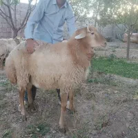 بره قوچی