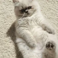 گربه هیمالین بریتیش|گربه|رشت, نیکمرام|دیوار