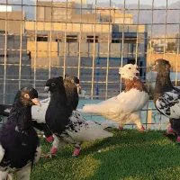 کفتر رنگه پرشی|پرنده|کاشمر, |دیوار