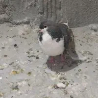 توجه توجه کبوتر خوش رنگ