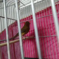 قناری|پرنده|کرمان, |دیوار