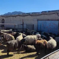 بره نر پروار چاق