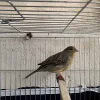 یک جفت قناری|پرنده|بانه, |دیوار