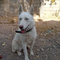سگ هاسکی  سفید  بار دار