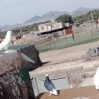 کبوتر ملقی|پرنده|بم, |دیوار