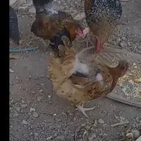 مرغ تخمگذار و گوشتی