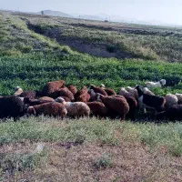 گندم و جو برای گوسفند عکس بفرست و قیمت