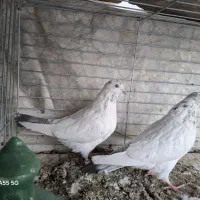 کبوتر پرشی، به شرط|پرنده|قم, حنیف نژاد|دیوار