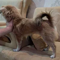 سگ پامر|سگ|مشکیندشت, |دیوار