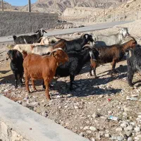 بز آبستن داشتی