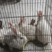 بچه خرگوش بازیگوش