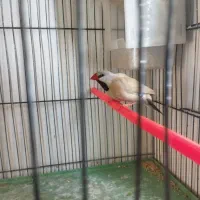 یک عدد فنج کراواتی نر معاوضه با قناری گلاستر|پرنده|تبریز, |دیوار