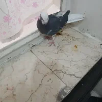 تعداد کفتر پرشی|پرنده|تهران, بهمن یار|دیوار