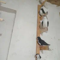 شهری ویال سیاه|پرنده|مرودشت, گندم|دیوار